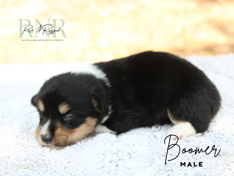 Boomer – Pembroke Welsh Corgi puppy for sale in Moss, TN