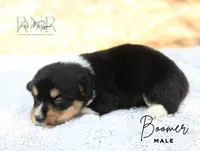Boomer, a male Pembroke Welsh Corgi for sale in Moss, TN – 4 of 5