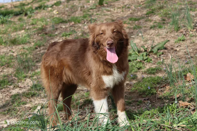 Pearl – Australian Shepherd puppy for sale in Moss, TN