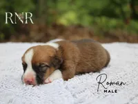 Roman , a male Pembroke Welsh Corgi for sale in Moss, TN – 1 of 1