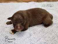 Banner, a male Australian Shepherd for sale in Moss, TN – 1 of 1