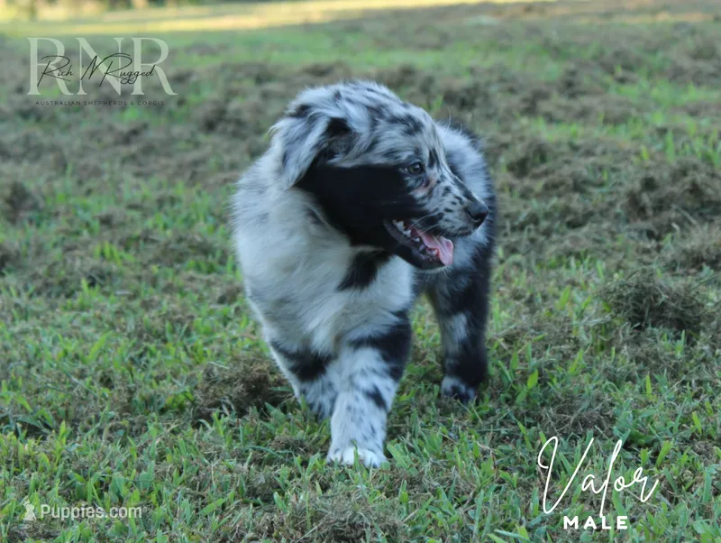 Valor – Australian Shepherd puppy for sale in Moss, TN