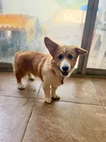 Boy 2, a male Pembroke Welsh Corgi for sale in Moss, TN – 5 of 5