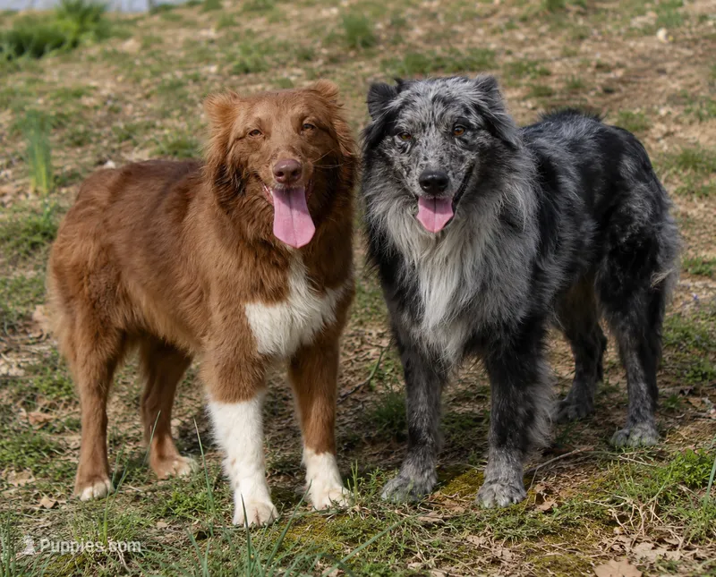 Pearl & Haggard litter – Australian Shepherd puppy for sale in Moss, TN
