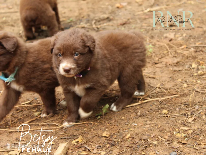 Betsy – Australian Shepherd puppy for sale in Moss, TN