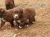Betsy, a female Australian Shepherd for sale in Moss, TN – 2 of 5