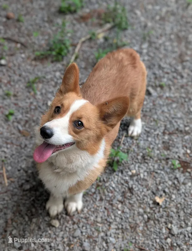 Della – Pembroke Welsh Corgi puppy for sale in Moss, TN