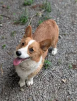 Della, a female Pembroke Welsh Corgi for sale in Moss, TN – Photo 3 of 4