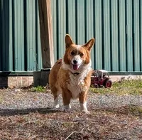 Della, a female Pembroke Welsh Corgi for sale in Moss, TN – Photo 1 of 4