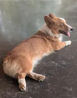 Della, a female Pembroke Welsh Corgi for sale in Moss, TN – Photo 2 of 4