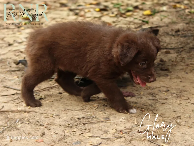 Glory – Australian Shepherd puppy for sale in Moss, TN