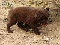 Glory, a male Australian Shepherd for sale in Moss, TN – 1 of 5