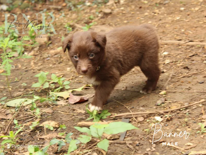 Banner – Australian Shepherd puppy for sale in Moss, TN