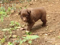 Banner, a male Australian Shepherd for sale in Moss, TN – 2 of 5