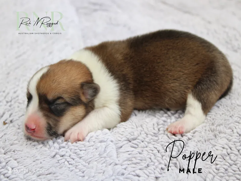 Popper – Pembroke Welsh Corgi puppy for sale in Moss, TN