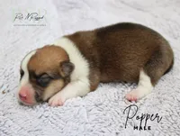 Popper, a male Pembroke Welsh Corgi for sale in Moss, TN – 1 of 1