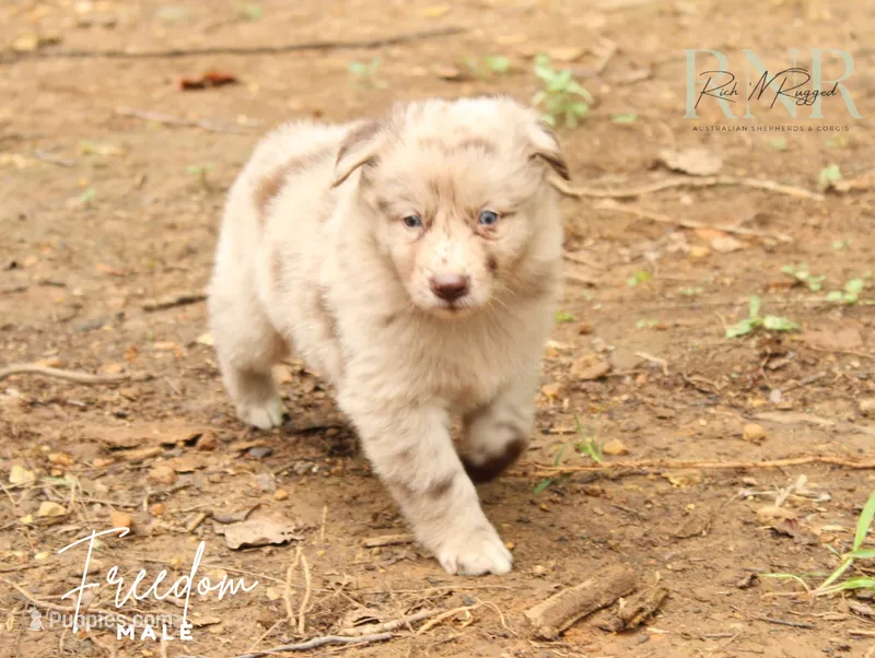 Freedom – Australian Shepherd puppy for sale in Moss, TN