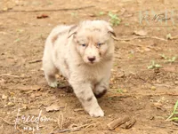 Freedom, a male Australian Shepherd for sale in Moss, TN – 2 of 5
