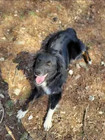 Taz, a female Australian Shepherd for sale in Moss, TN – 4 of 4