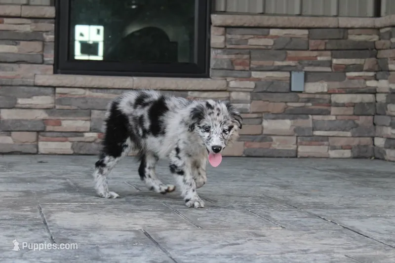 Yankee  – Australian Shepherd puppy for sale in Moss, TN