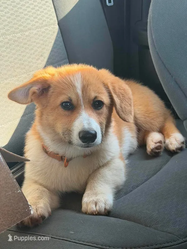 Boy 2 – Pembroke Welsh Corgi puppy for sale in Moss, TN