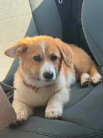 Boy 2, a male Pembroke Welsh Corgi for sale in Moss, TN – 2 of 5