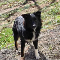 Taz, a female Australian Shepherd for sale in Moss, TN – 2 of 4