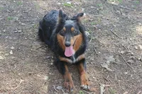 Tikka, a female Australian Shepherd for sale in Moss, TN – 2 of 4