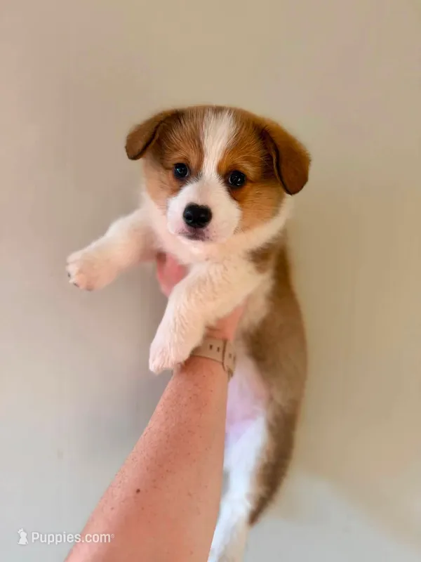 Girl – Pembroke Welsh Corgi puppy for sale in Moss, TN
