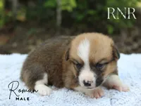 Roman , a male Pembroke Welsh Corgi for sale in Moss, TN – 3 of 5
