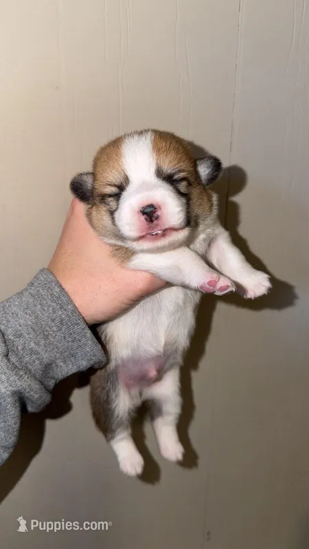 Boy 1, a male Pembroke Welsh Corgi for sale in Moss, TN – 1 of 3
