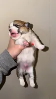 Boy 1, a male Pembroke Welsh Corgi for sale in Moss, TN – 3 of 3