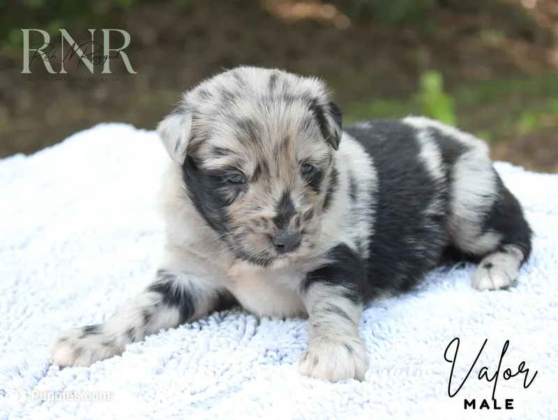 Valor – Australian Shepherd puppy on hold in Moss, TN