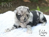 Valor, a male Australian Shepherd for sale in Moss, TN – 3 of 5