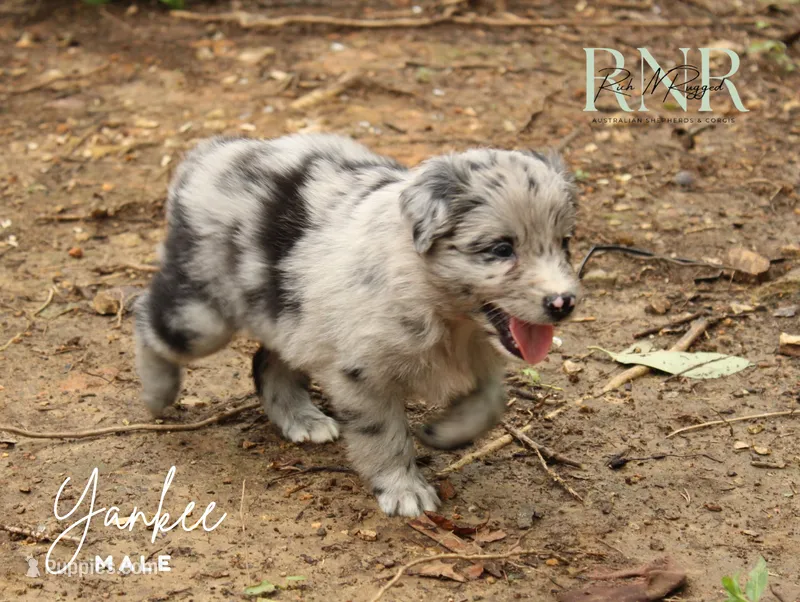 Yankee  – Australian Shepherd puppy for sale in Moss, TN