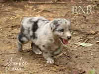 Yankee , a male Australian Shepherd for sale in Moss, TN – 2 of 5