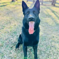 Derek, a male German Shepherd Dog for sale in Moss, TN – Photo 1 of 5