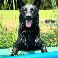 Derek, a male German Shepherd Dog for sale in Moss, TN – Photo 3 of 5