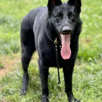 Derek, a male German Shepherd Dog for sale in Moss, TN – Photo 4 of 5