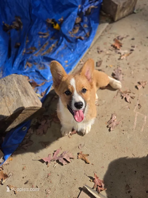 Roman  – Pembroke Welsh Corgi puppy for sale in Moss, TN