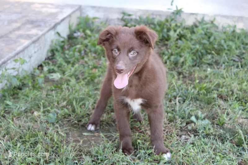 Banner – Australian Shepherd puppy for sale in Moss, TN