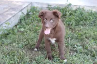 Banner, a male Australian Shepherd for sale in Moss, TN – 1 of 7