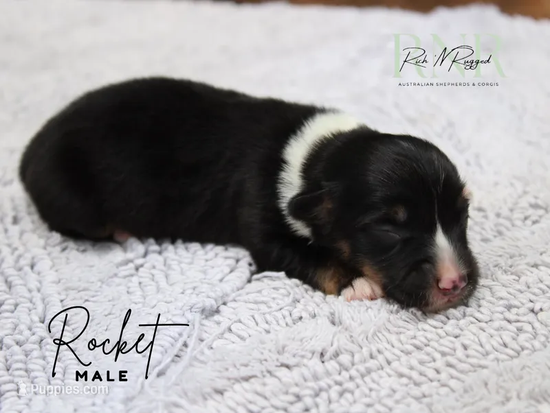 Rocket – Pembroke Welsh Corgi puppy for sale in Moss, TN