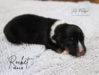 Rocket, a male Pembroke Welsh Corgi for sale in Moss, TN – 1 of 1