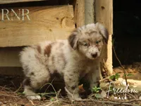 Freedom, a male Australian Shepherd for sale in Moss, TN – 1 of 5