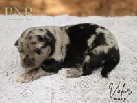 Valor, a male Australian Shepherd for sale in Moss, TN – 1 of 1