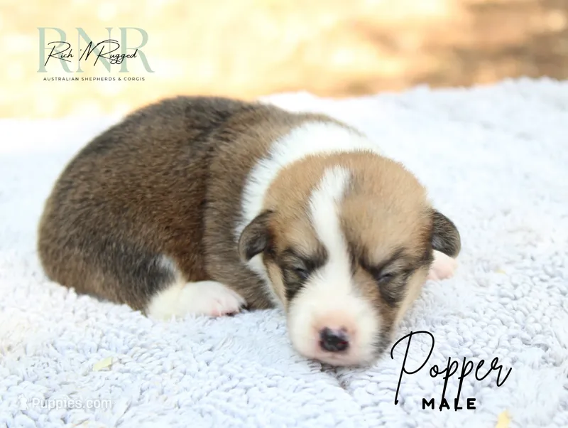 Popper – Pembroke Welsh Corgi puppy for sale in Moss, TN