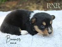 Boomer, a male Pembroke Welsh Corgi for sale in Moss, TN – 3 of 5