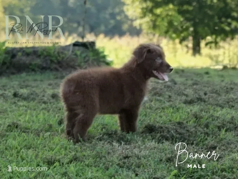 Banner – Australian Shepherd puppy for sale in Moss, TN