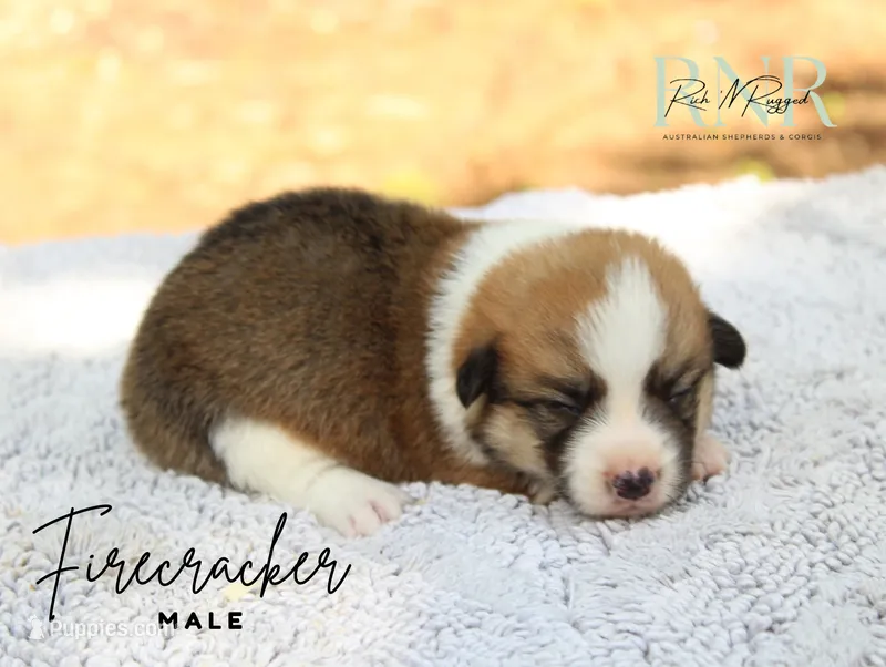 Firecracker – Pembroke Welsh Corgi puppy for sale in Moss, TN